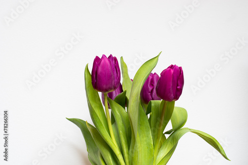 Fototapeta Naklejka Na Ścianę i Meble -  tulipany