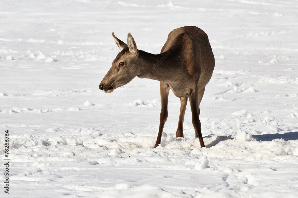 Hind