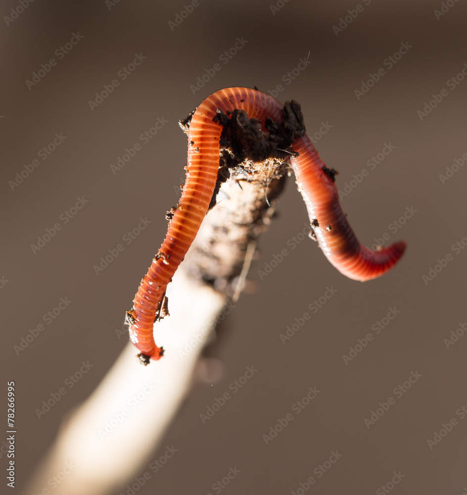 worm on a stick. close-up Stock Photo
