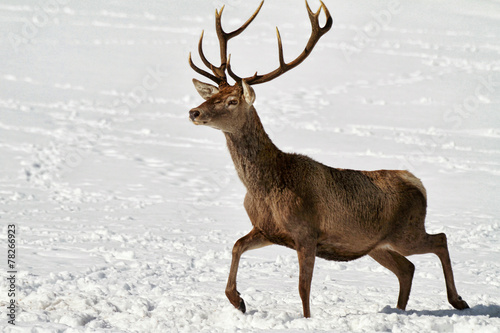 Obraz na płótnie Deer w salonie