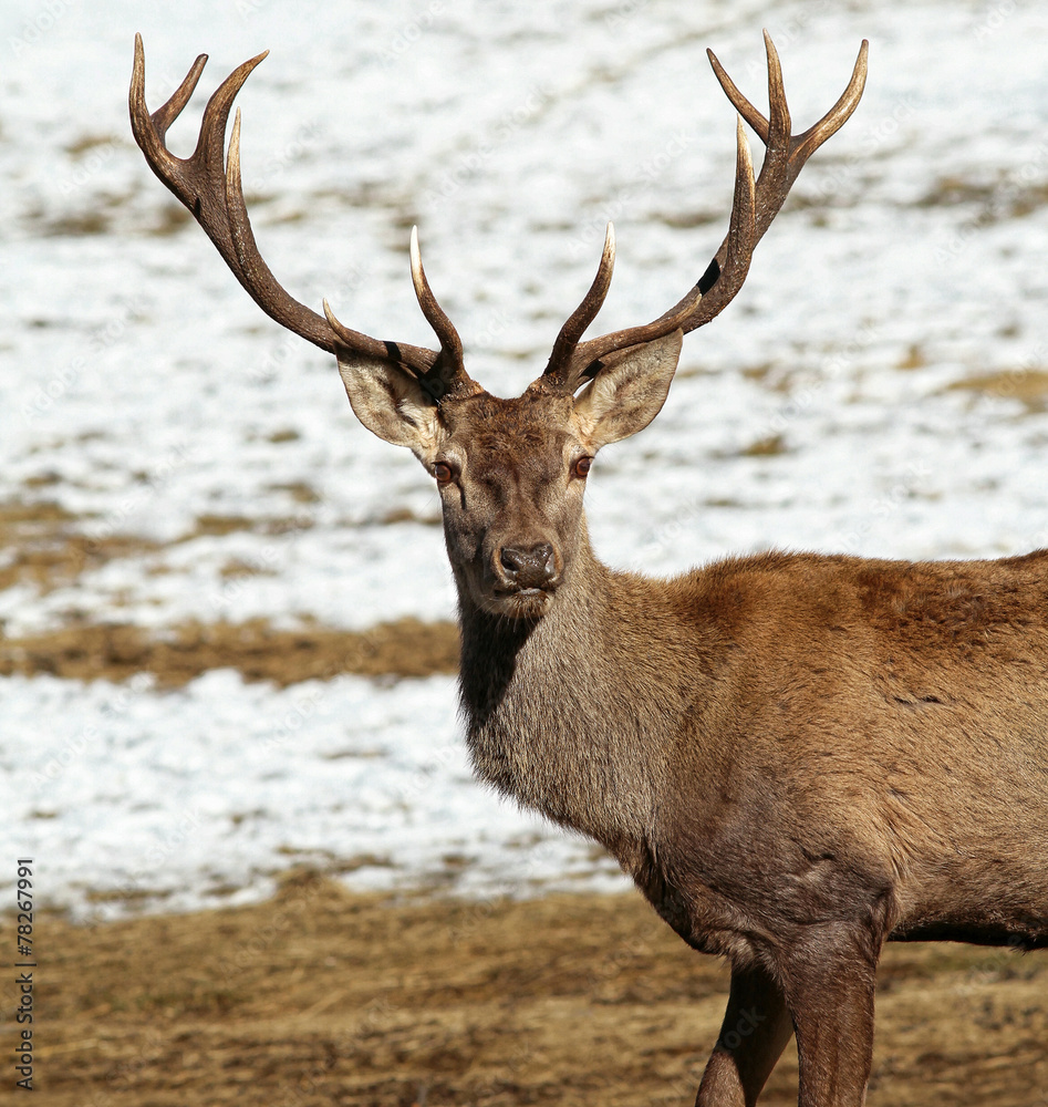 Deer