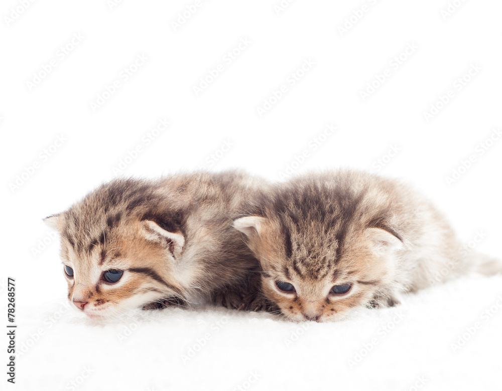 two striped kitten on a white blanket two striped kitten on a white blanket