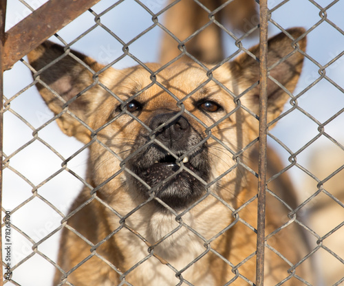 angry dog behind a fence © schankz