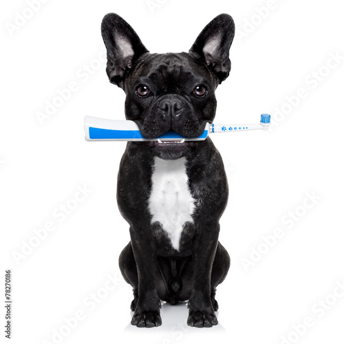 toothbrush dog © Javier brosch