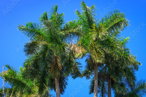 palm against a sky