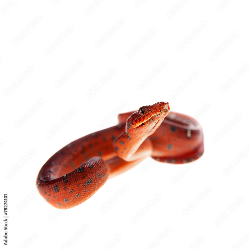 Fototapeta premium Emerald tree boa, 2 days old, isolated on white
