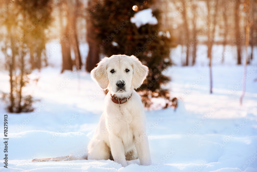 Winter walk of golden retriever puppy