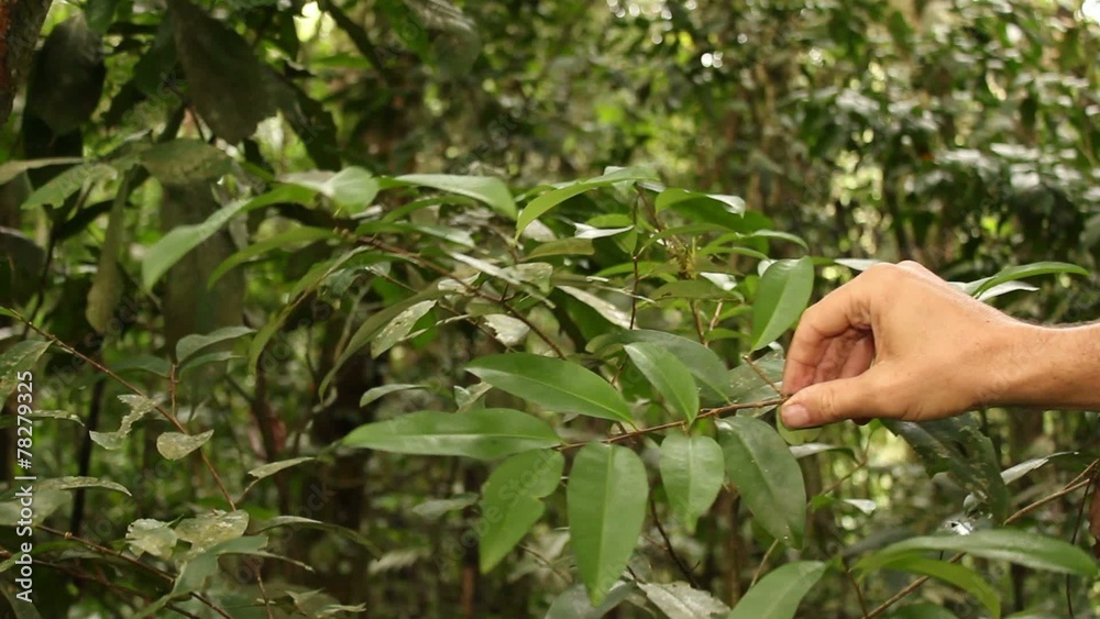 Coca bush (Erythroxylum sp.) growing wild, Ecuador Coca bush (Erythroxylum sp.) growing wild, Ecuador