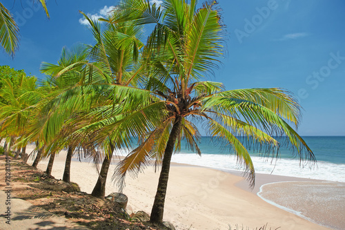 Fototapeta Naklejka Na Ścianę i Meble -  Palm trees on the shore