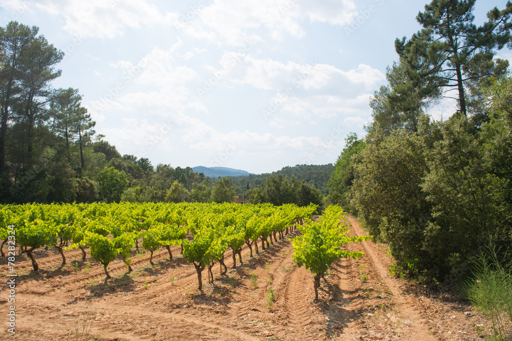 Landscape with vineyards in France