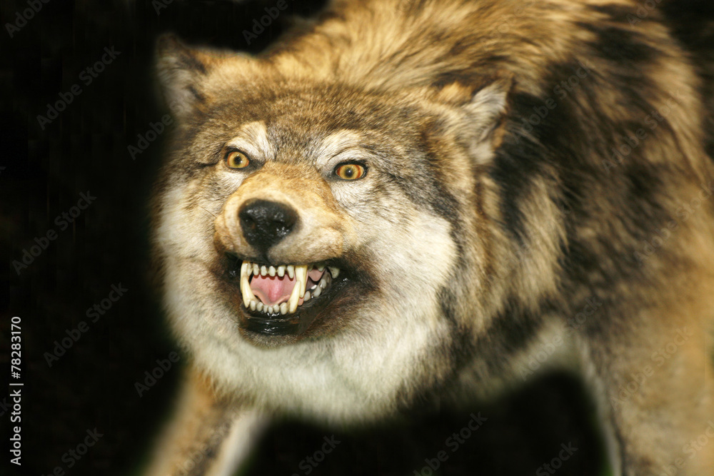 Obraz premium Wild wolf head with open mouth against black background
