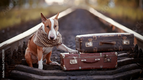 Quadro su tela English bull terrier on rails with suitcases.