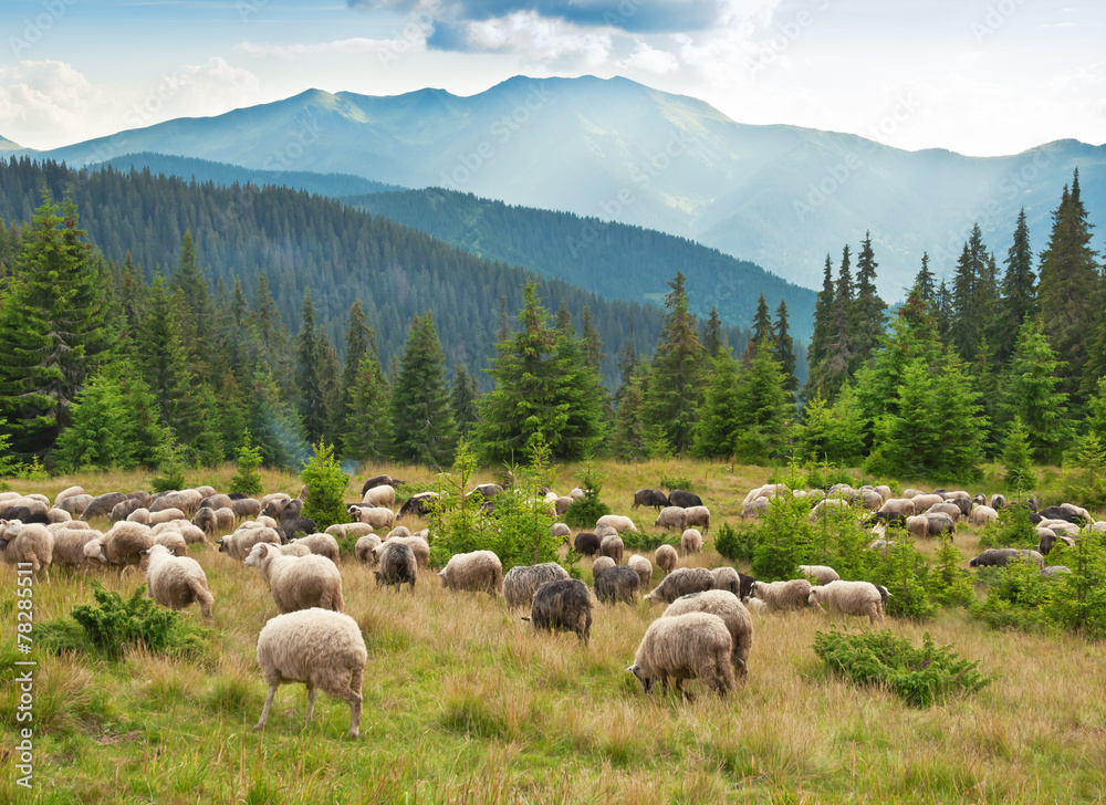 Obraz premium sheeps on the meadow