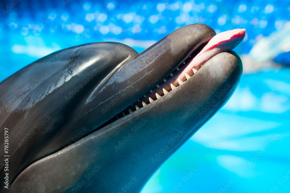 Obraz premium Dolphin showing tongue