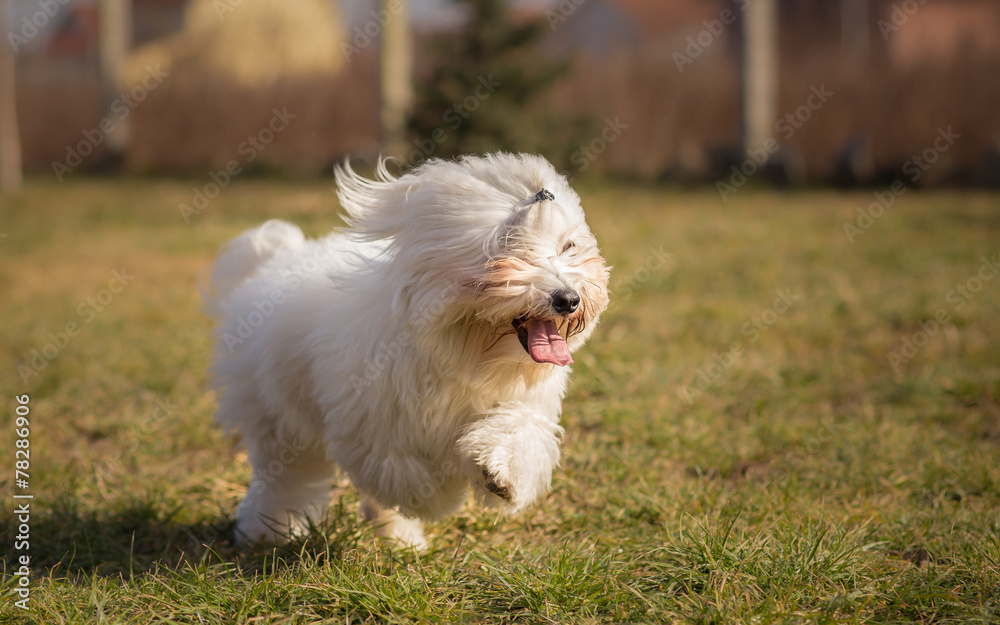 Coton de Tulear dog in run Coton de Tulear dog in run
