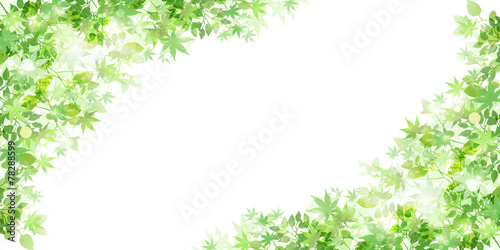葉　新緑　背景