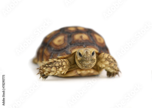 Turtle isolated on white background.