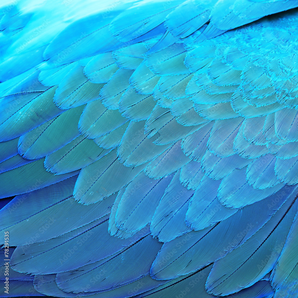 Fototapeta premium Blue and Gold Macaw feathers