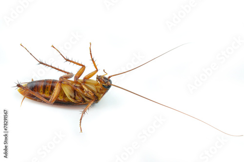 cockroach © evegenesis