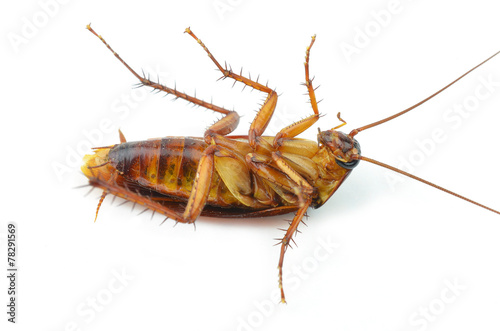 cockroach © evegenesis