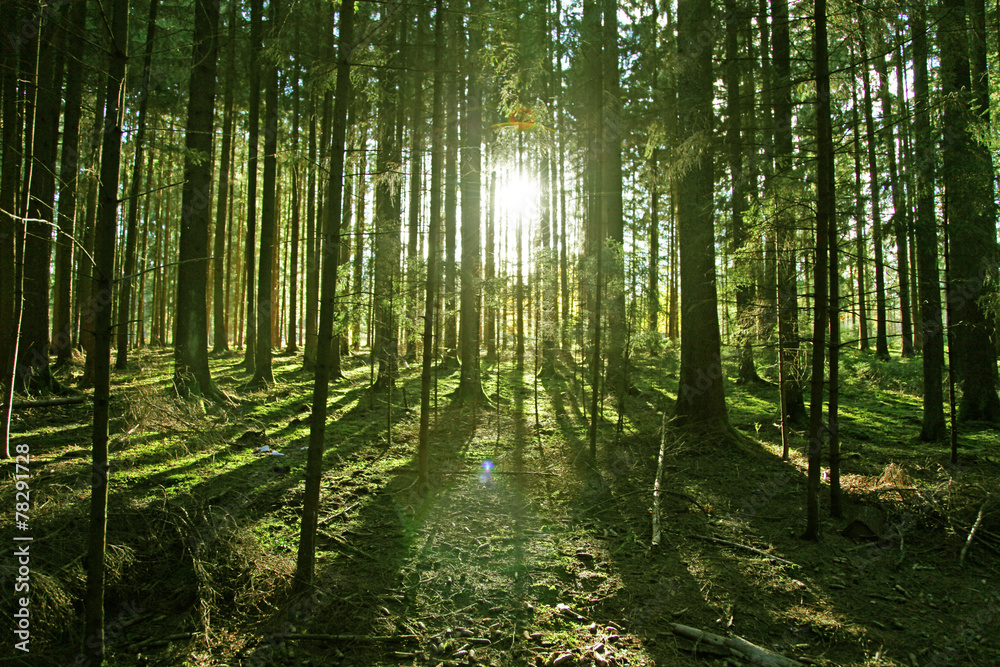 Obraz premium Sonne im Wald