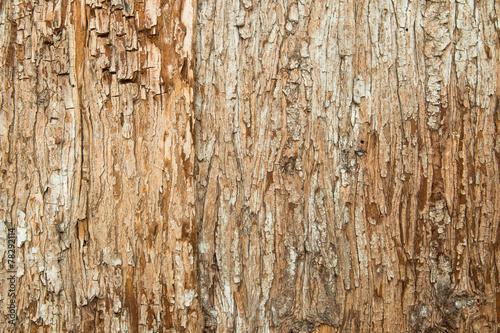 Bark photo