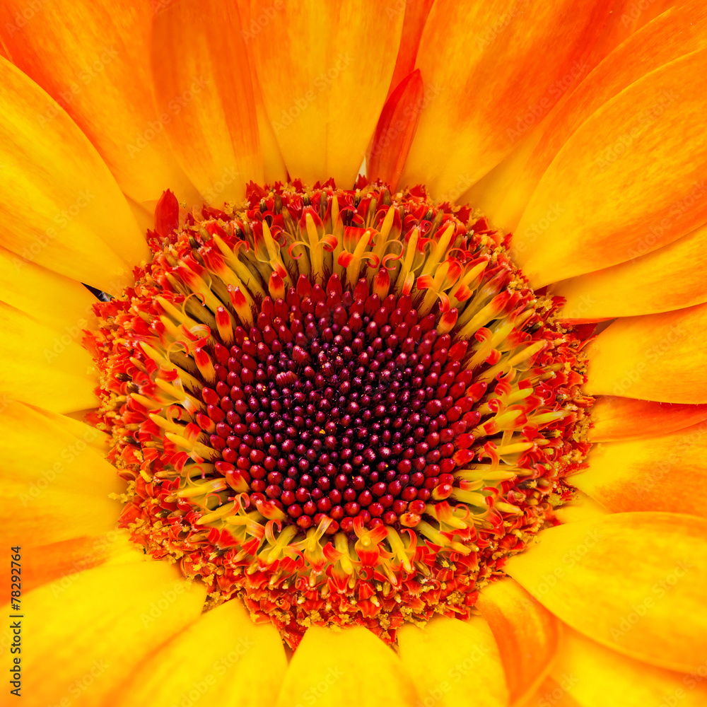 orange gerbera orange gerbera