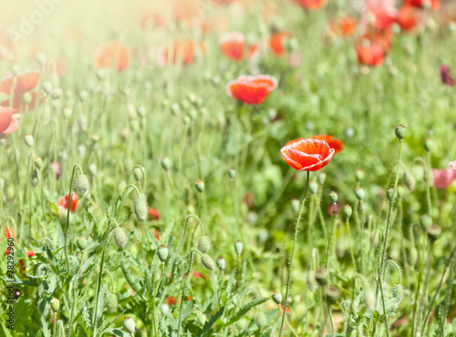 Poppies in a green park, spring background