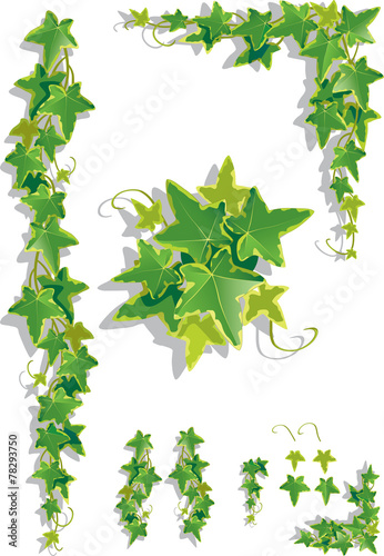 Ivy decorations