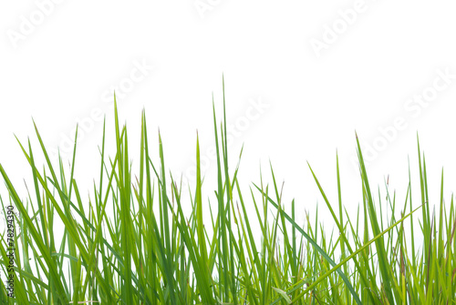 green grass on white background