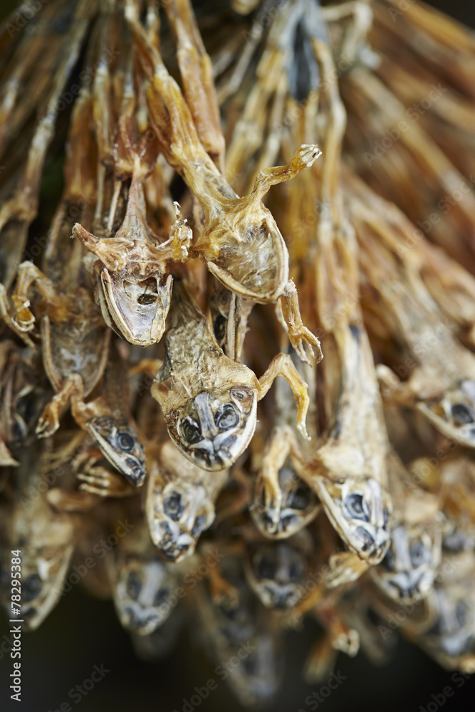 Fototapeta premium herbal medicine