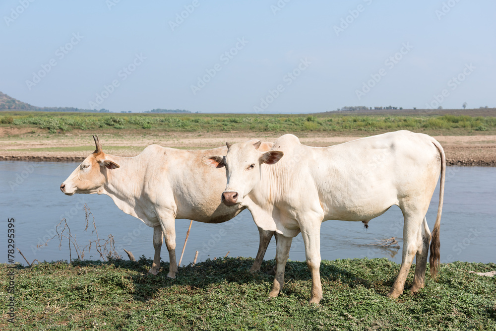 cow on field cow on field