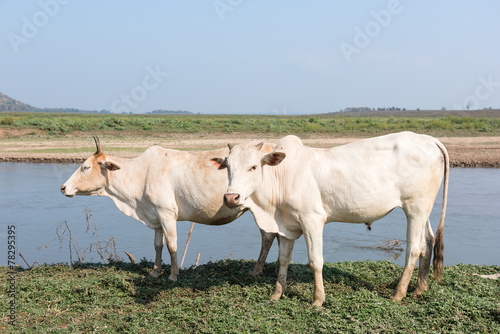 cow on field