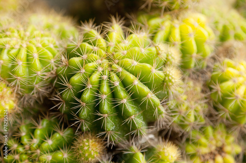 decorative green cactus, close-up