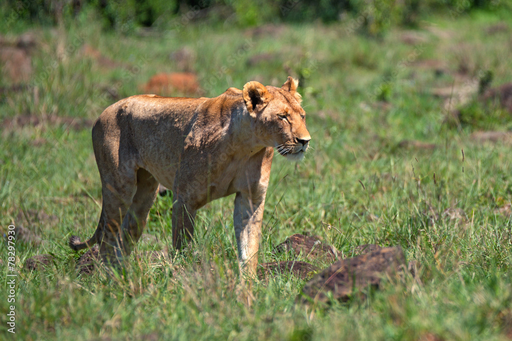 Lioness Lioness