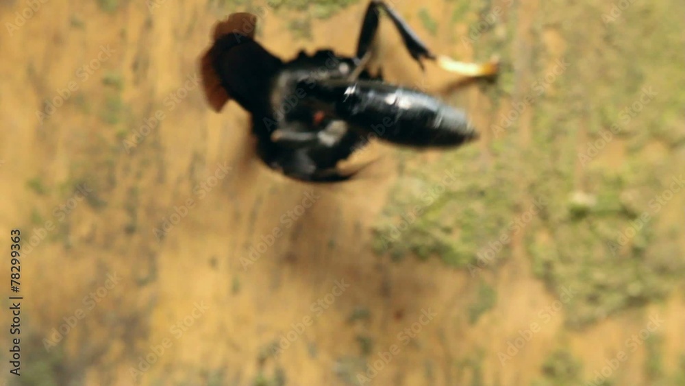 Tropical Solitary Wasp in a nest hole on a bamboo stem Tropical Solitary Wasp in a nest hole on a bamboo stem