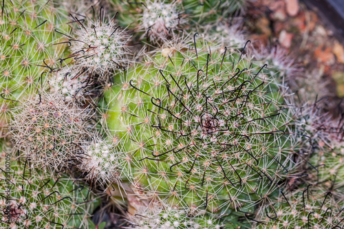 the cactus in dry area