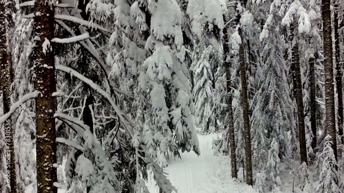 flying over pine forest, black forest, germany