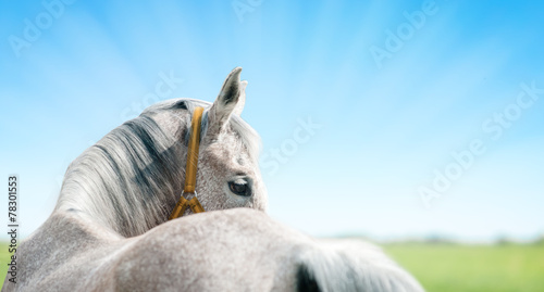 Horse header