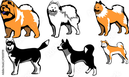 spitz type dog breeds