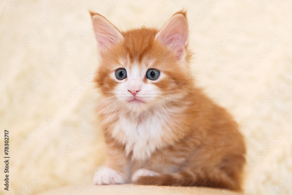 Young red-haired Maine Coon kitten
