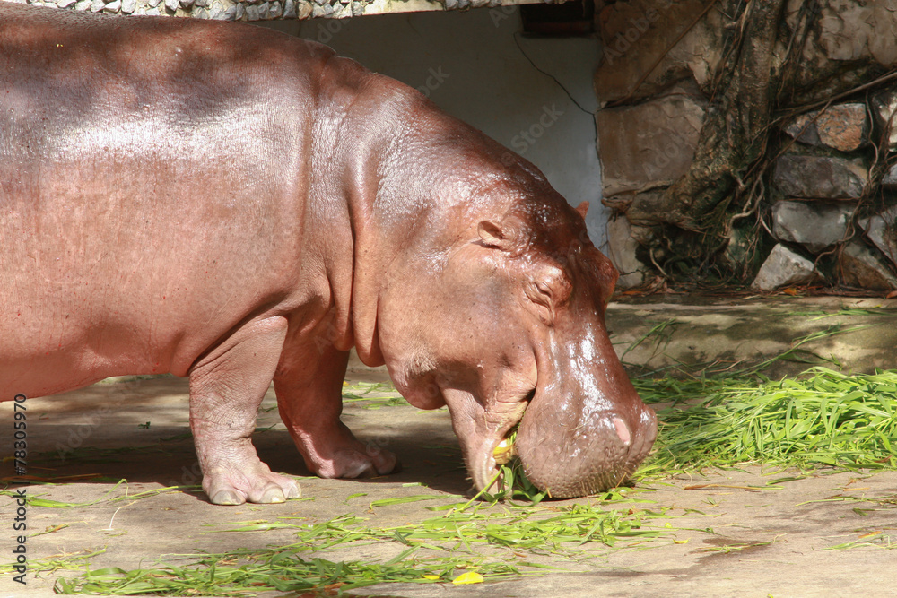 Hippopotamus eating morning glory.
Hippopotamus eating morning glory.