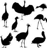 eight black isolated bird silhouettes