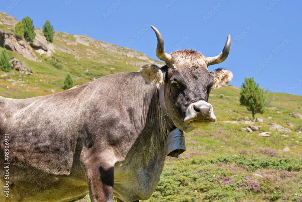 Tyrolese grey cow in an alpine pasture, Tyrol, Austria Tyrolese grey cow in an alpine pasture, Tyrol, Austria