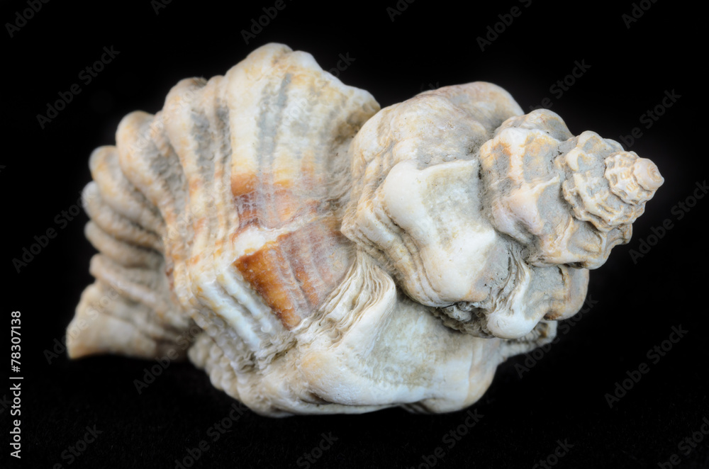 Sea shell isolated on black Sea shell isolated on black