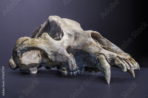 Prehistoric black cave bear skull