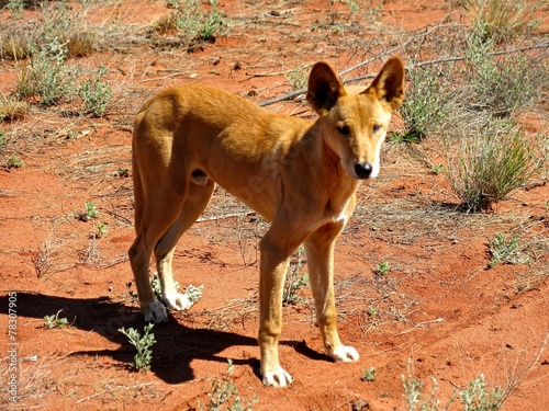 Bilde på lerret dingo at ayers rock, australia