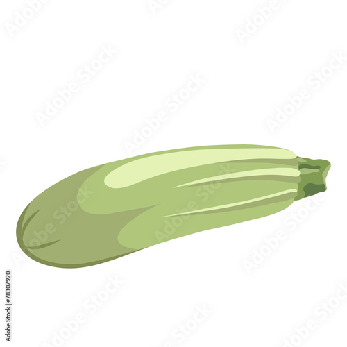 Illustration of vegetable marrow.