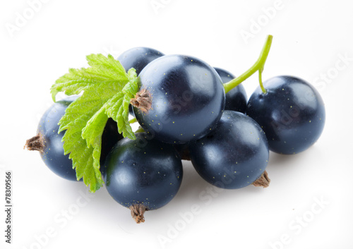 Black currant with leaves isolated on white