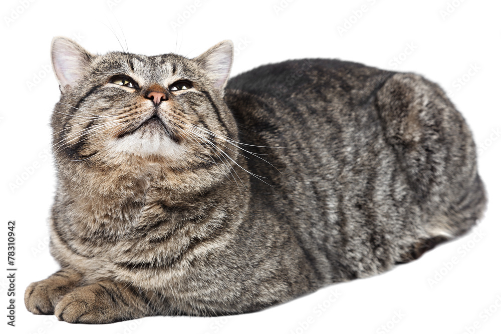Gray striped cat lies on a white background and looking 